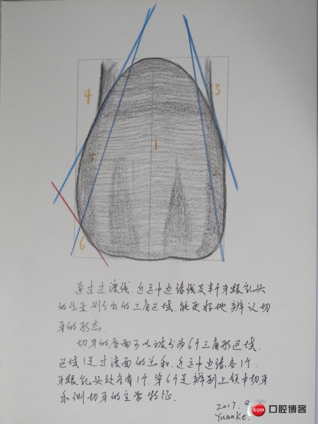 afg牙齿形态读书笔记2