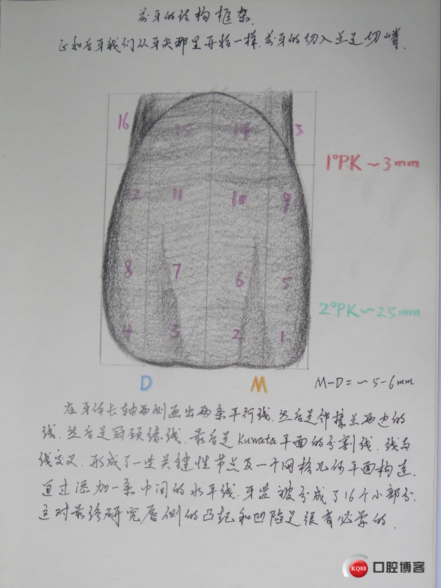afg牙齿形态读书笔记2