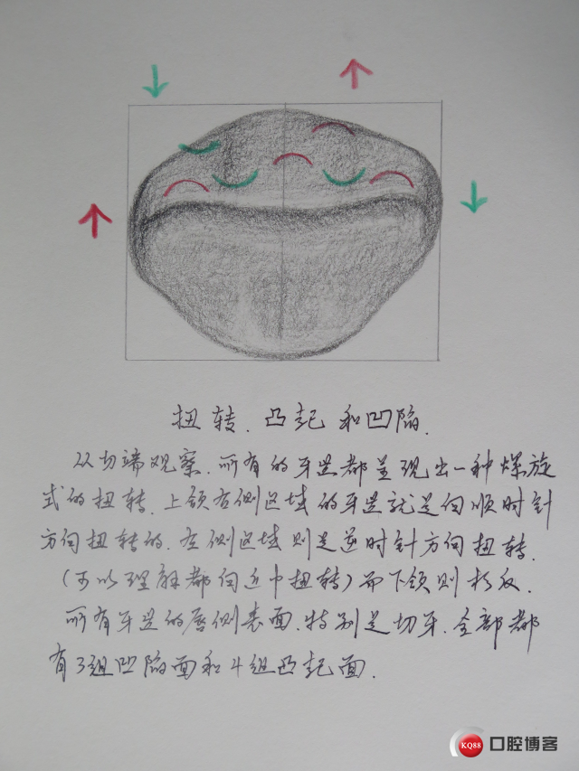 afg牙齿形态读书笔记2
